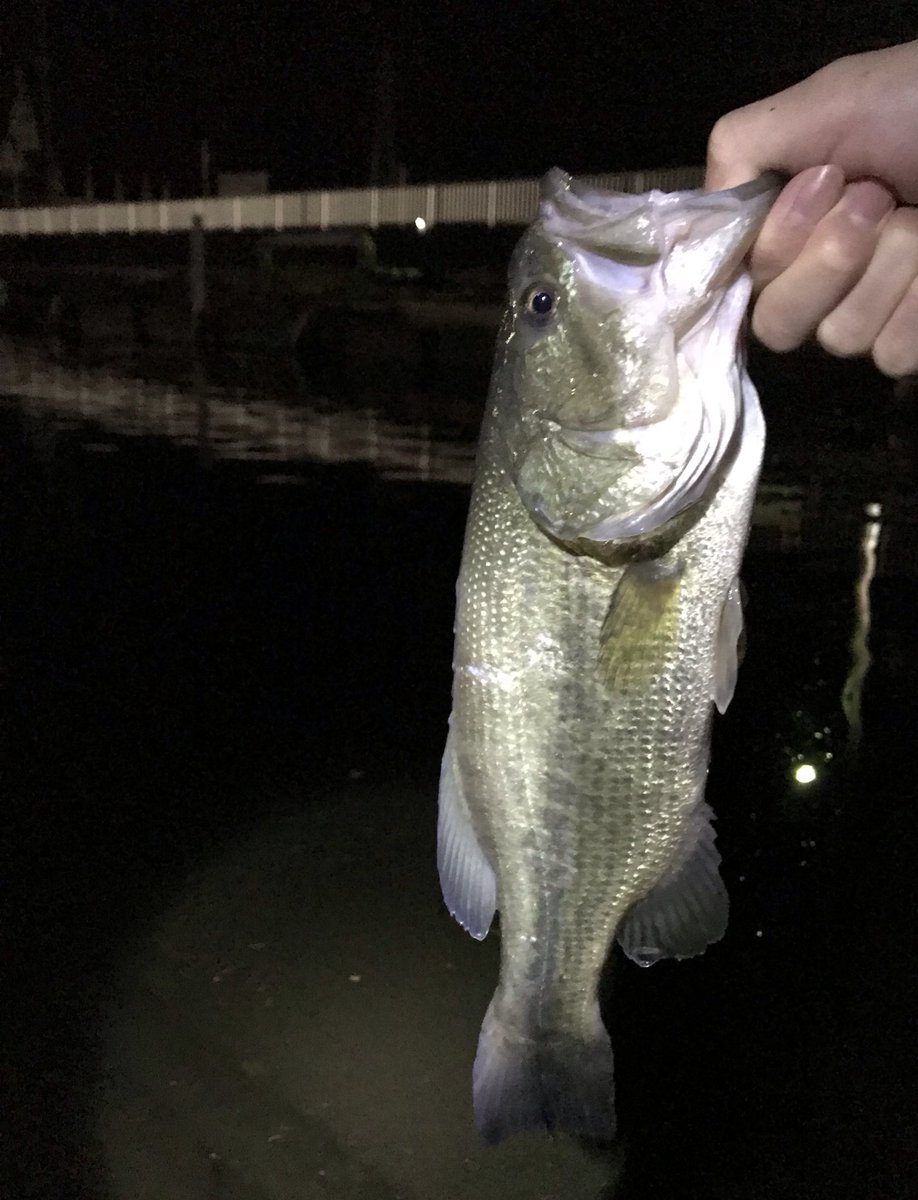 しましまのないシマウマ バス釣り好き 霞ヶ浦 夜釣り 暑いより寒いほうが苦手です バス釣り 土浦港でバス釣り バスちゃんget T Co Y5beua1koa Twitter