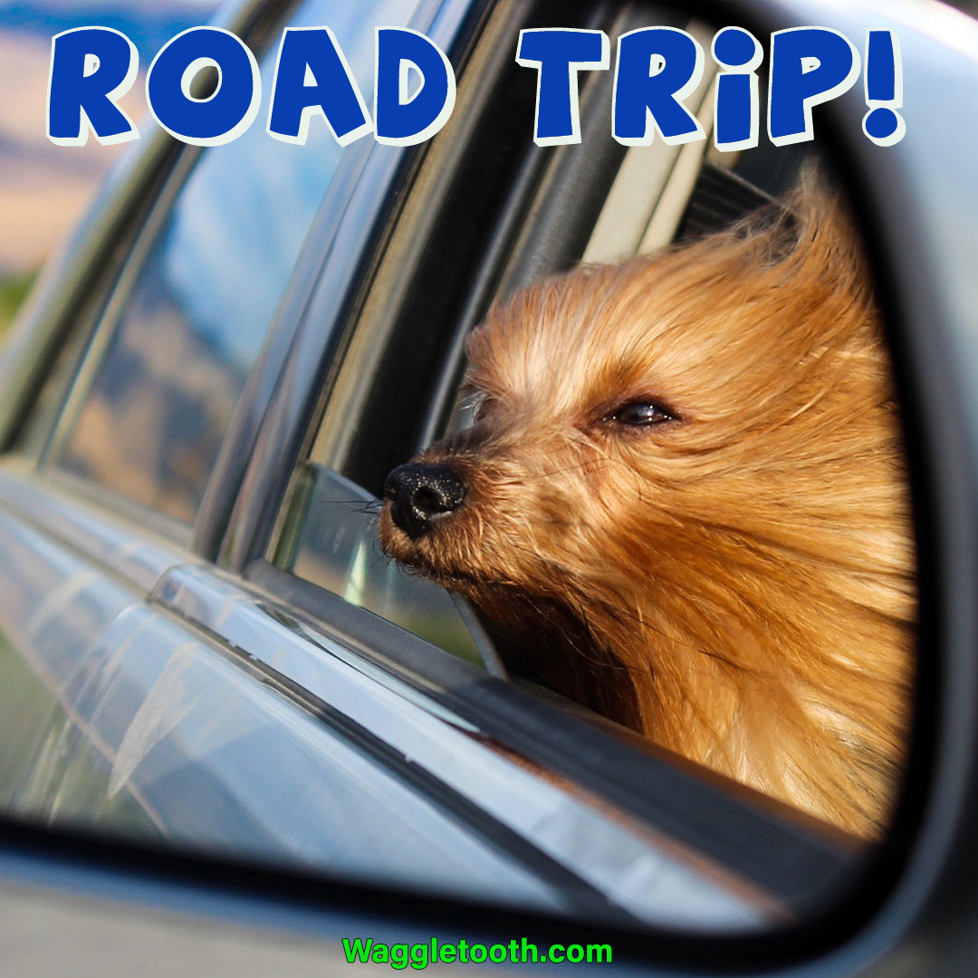 theWaggletooth's tweet photo. It's 'Get to Know Your Customers Day!' Tell us, does your pup love car rides? #roadtrip #roaddog #dogtoothbrush #Waggletooth.com #roadsnacks #dogsoftwitter #doglovers #dogtoothpaste #dogtreats #cleancanines #healthydog #northcarolina #chapel @SPCAwake @SPCAWAKEPAWS @WakeGOVPets https://t.co/GHPQ9jf0jN