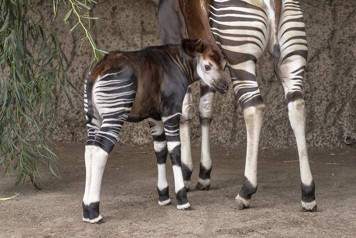 I like striped butts and I cannot lie #WorldOkapiDay https://t.co/CdkQyTbW1w