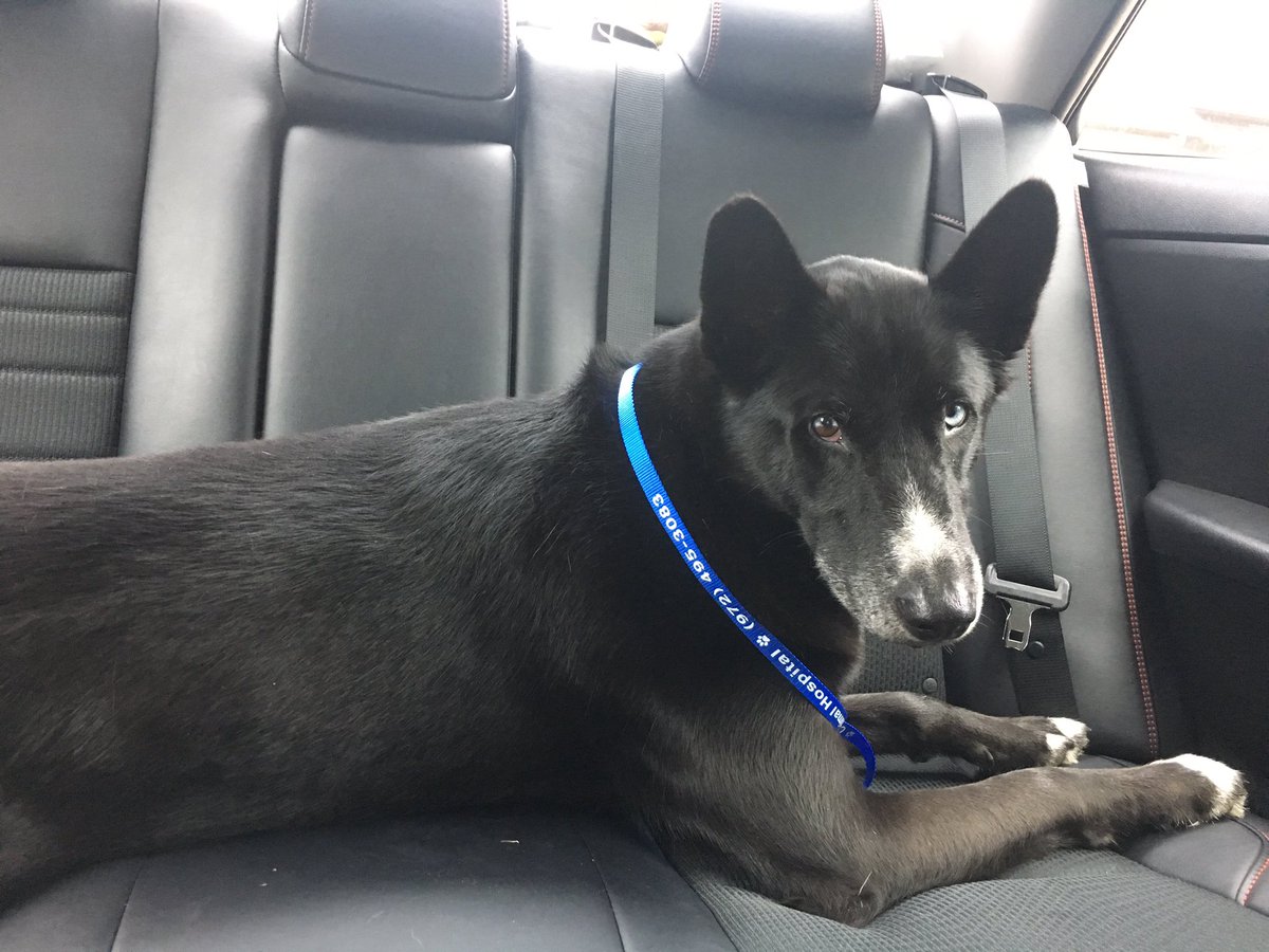 tiffannny_doan's tweet photo. ‼️FOUND LOST DOG‼️
My friend found this beautiful dog in South Garland! Definitely belongs to someone but doesn’t have a microchip! Please spread the world &amp; help me find his owner!
neutered, all black w/ white on his chest &amp; paws, one blue eye &amp; one brown eye
#lostdog #founddog https://t.co/C5RKDTwfww