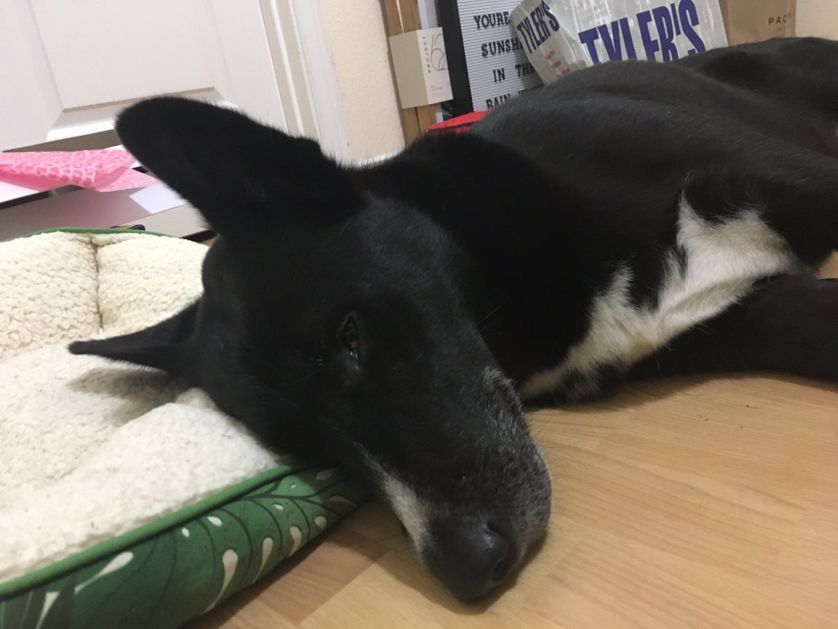 tiffannny_doan's tweet photo. ‼️FOUND LOST DOG‼️
My friend found this beautiful dog in South Garland! Definitely belongs to someone but doesn’t have a microchip! Please spread the world &amp; help me find his owner!
neutered, all black w/ white on his chest &amp; paws, one blue eye &amp; one brown eye
#lostdog #founddog https://t.co/C5RKDTwfww