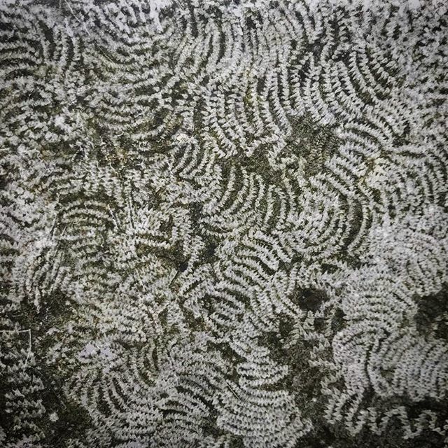 MetaWardrop's tweet photo. Snail pattern 🐌 on Glasgow bin #Glasgow #scotland #visual #pattern #nature #glasgowlife #animal #animalcrossing #animalkingdom #snail #molusc #wonder #life #magic https://t.co/8d2x5ib4AW https://t.co/12RpRdQtQ9