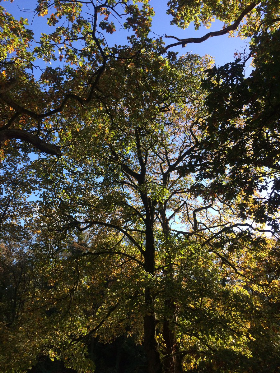 0utdoorGirl's tweet photo. Tree fix ๐ณ#psithurism #shivelight #nemophilist #komorebi https://t.co/qPW5cZlNNq