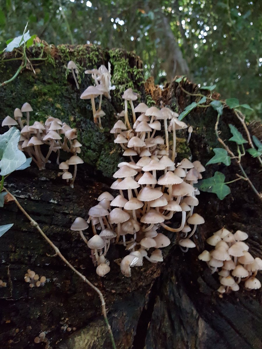 hearn227's tweet photo. Lovely stroll in Puddletown forest and loads of fungus on show.. https://t.co/c9vfap74oL