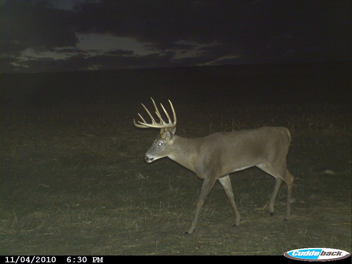 CuddebackTweets's tweet photo. Judging by this photo, what age would you give this gorgeous buck submitted by John Renner of McGregor, IA back in 2010?? #CuddeThrowBack #TBT https://t.co/WCgsSBidug