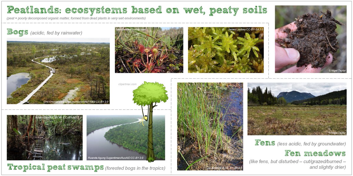 ngltaylor's tweet photo. 1/5 #SWSTwitterSymp2018 In a changing world, many wetlands need conservation. Efficient & effective conservation should be based on scientific evidence. With @ConservEvidence, I am collating studies of actions intended to conserve wetland vegetation. First step: peatlands. https://t.co/a2OMtML7Me