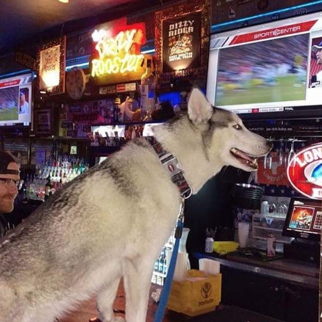 #HappyHour is really so we can hang with cute dogs. Come on down... we have live music, great drinks and the heat is going. 

#DizzyRooster #Bar #Austin #Austintexas #DogsofInstagram #Husky