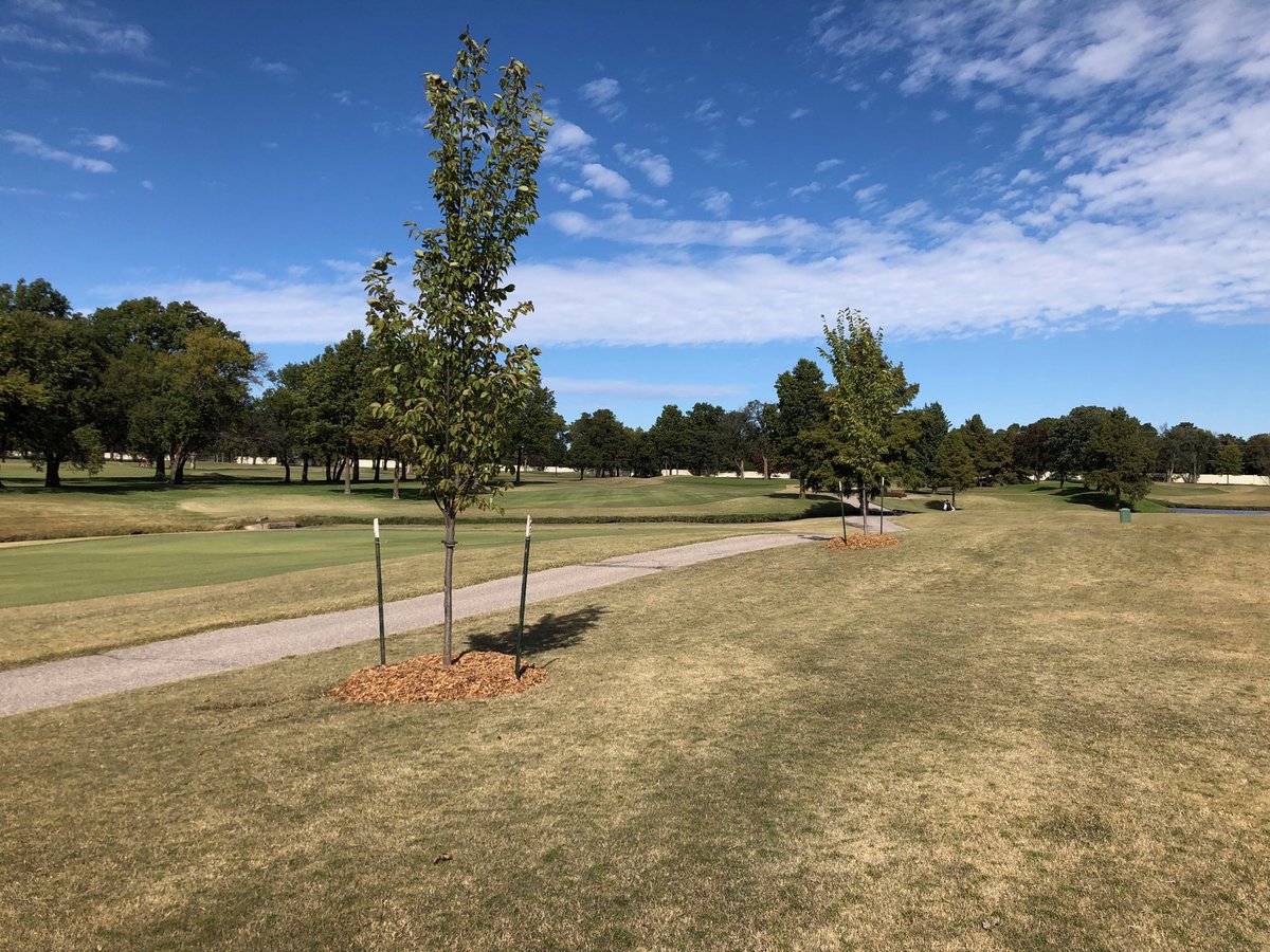CRgreenside's tweet photo. Big Thanks to the Tree Club members! Your Contributions made a huge impact on the golf course and at the clubhouse. We planted 30 trees on WCC grounds last week. More benefits from the tree club coming this winter. #forwardmotion #WCC #strategicallyplaced #thefuturelooksgood https://t.co/CQO3NhHeYW
