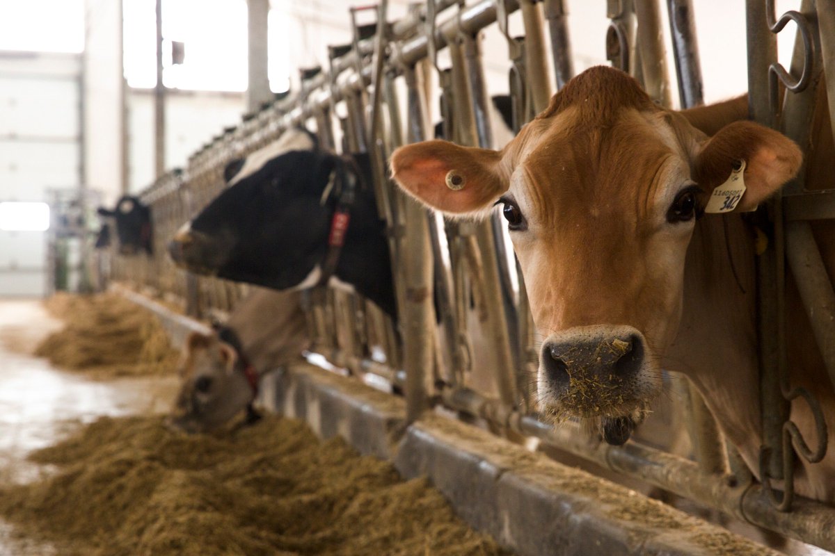 20-kilowatt biodigester powers Ontario #Dairy farm– “It's been quite easy to integrate it…” <a href="/harcolm/">Rob Mckinlay</a>. Dairy School <a href="/realagriculture/">RealAgriculture</a>: realagriculture.com/2018/10/dairy-…