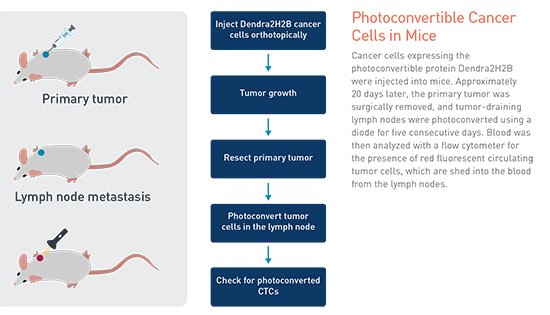 Mass General Cancer Center (@mghcancercenter) on Twitter photo Why are lymph node metastases often a precurser to more aggressive disease? Researchers from #MGH's <a href="/PaderaLab/">Padera Lab</a> set out to try to answer this question. Learn more & listen to the podcast: bit.ly/2q10tW2 Why are lymph node metastases often a precurser to more aggressive disease? Researchers from #MGH's <a href="/PaderaLab/">Padera Lab</a> set out to try to answer this question. Learn more & listen to the podcast: bit.ly/2q10tW2