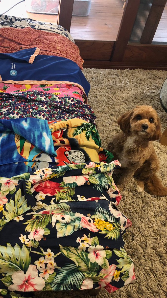 Decisions, decisions, decisions! Getting fashion advice from Daisy on how to get LOUD for ⁦<a href="/HearAndSay/">Hear and Say</a>⁩ ⁦<a href="/LoudShirtDayAus/">Loud Shirt Day</a>⁩ #deafkids