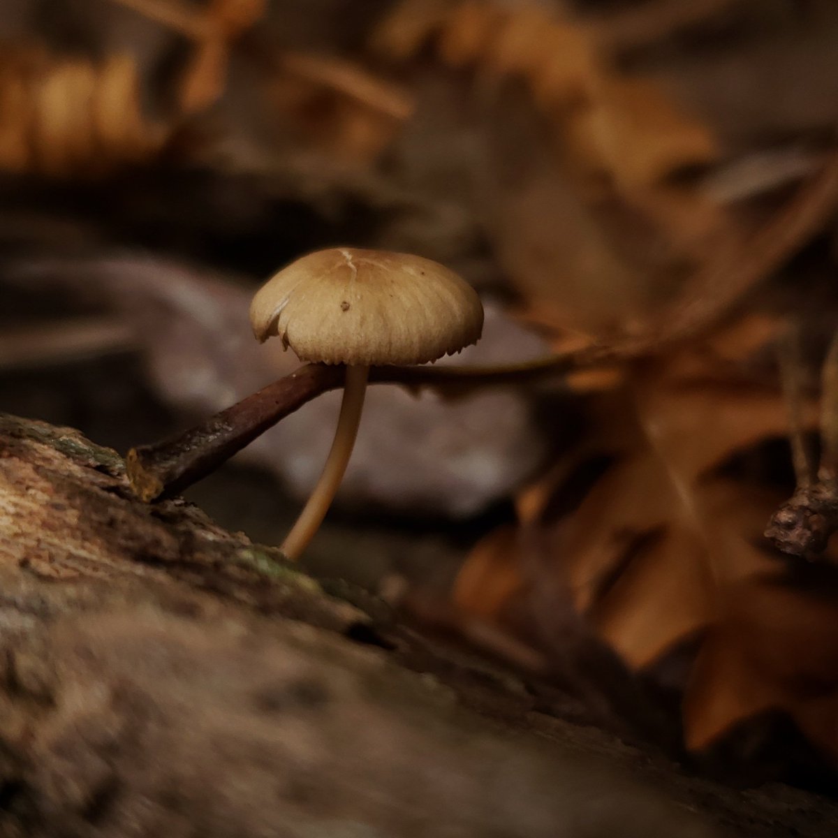 Sometimes the darkest places foster the most growth...🍁🍄🍂
#themedievalmouse #mousemagick #everydaymagic #adventure #grow #forestwandering #greenwitch #morikei #morigirl #natureinspired #fantasyinspired #naturephotography #naturemagic #fungimagic #faeriemagic #autumnmagic