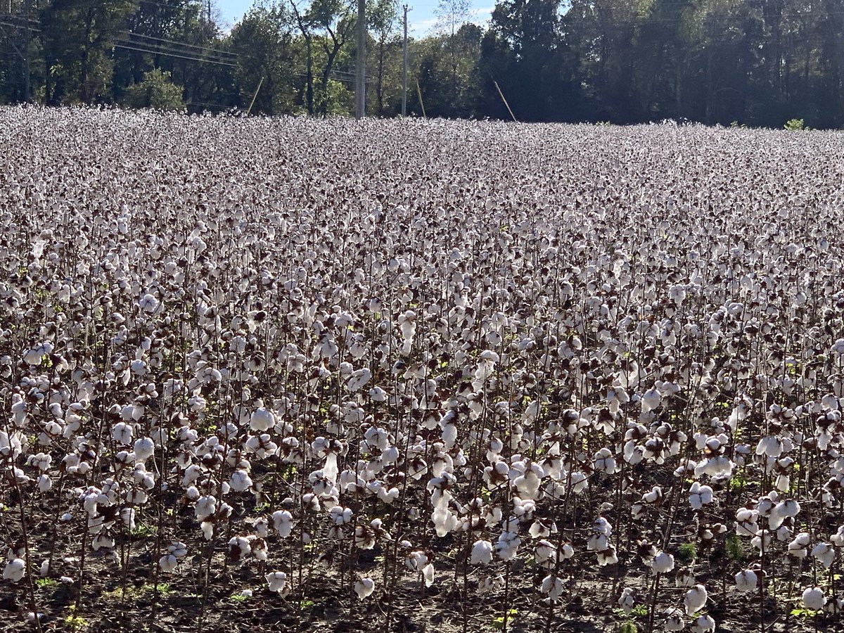 These fools growin Q-Tips out here!! #TravelBlaugh