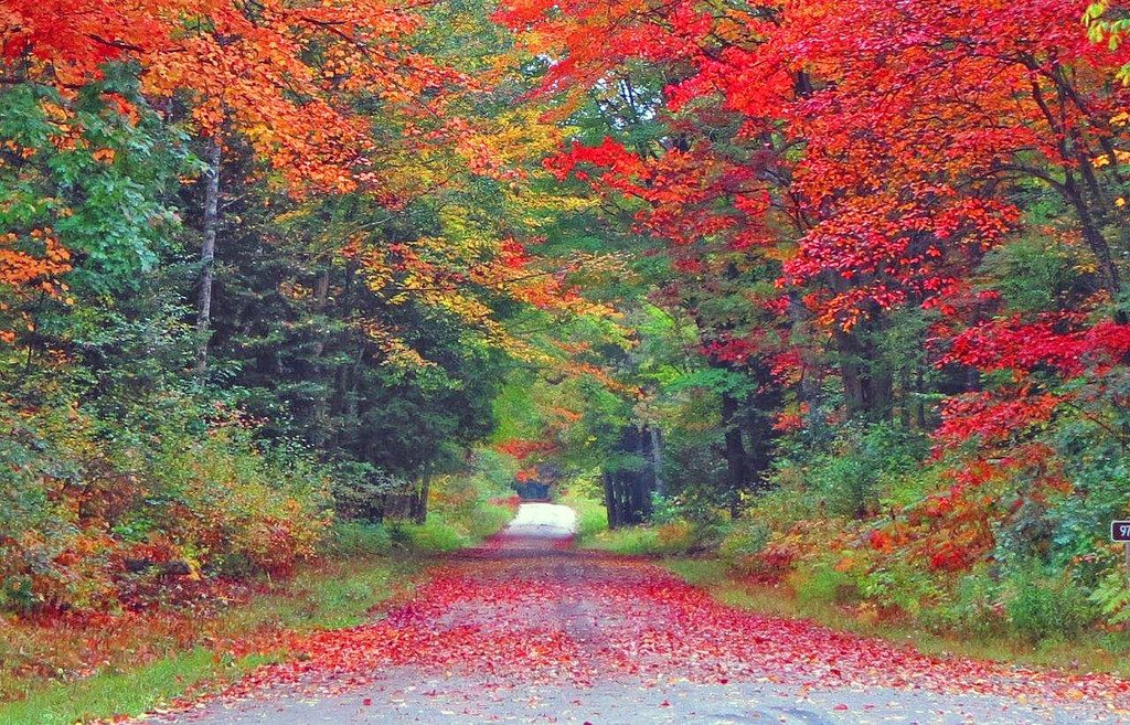 usfs_nrs's tweet photo. “I'm so glad I live in a world where there are Octobers.” 
~L.M. Montgomery, Anne of Green Gables #quote https://t.co/6xyDe0daXr