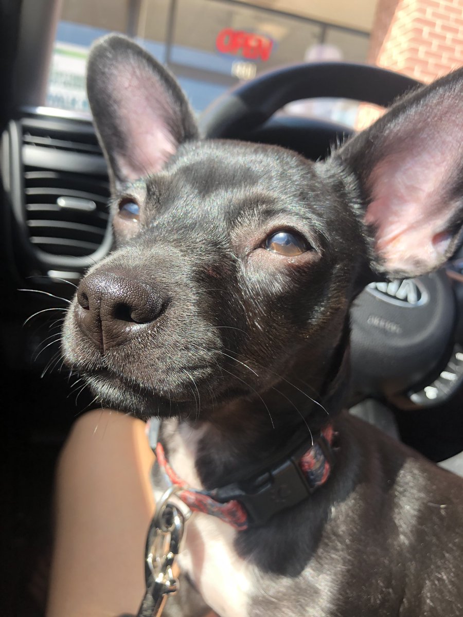 thatgirl_cass's tweet photo. So my bf’s roommate got a puppy and they leave her locked in a (sometimes very hot) bathroom all day, don’t take her outside, and give her food that is too hard for her to chew so she never eats. My bf is moving out November 1st. RT if I should steal the pup https://t.co/RN890QG92k