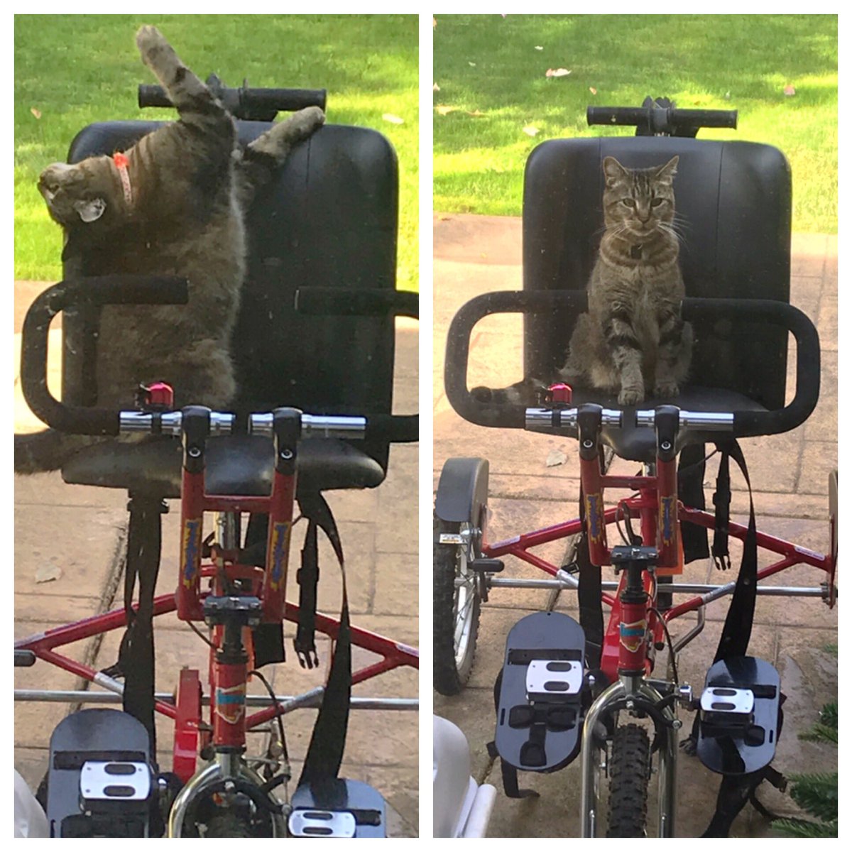 It seems Brayden will have to share with the family cat.