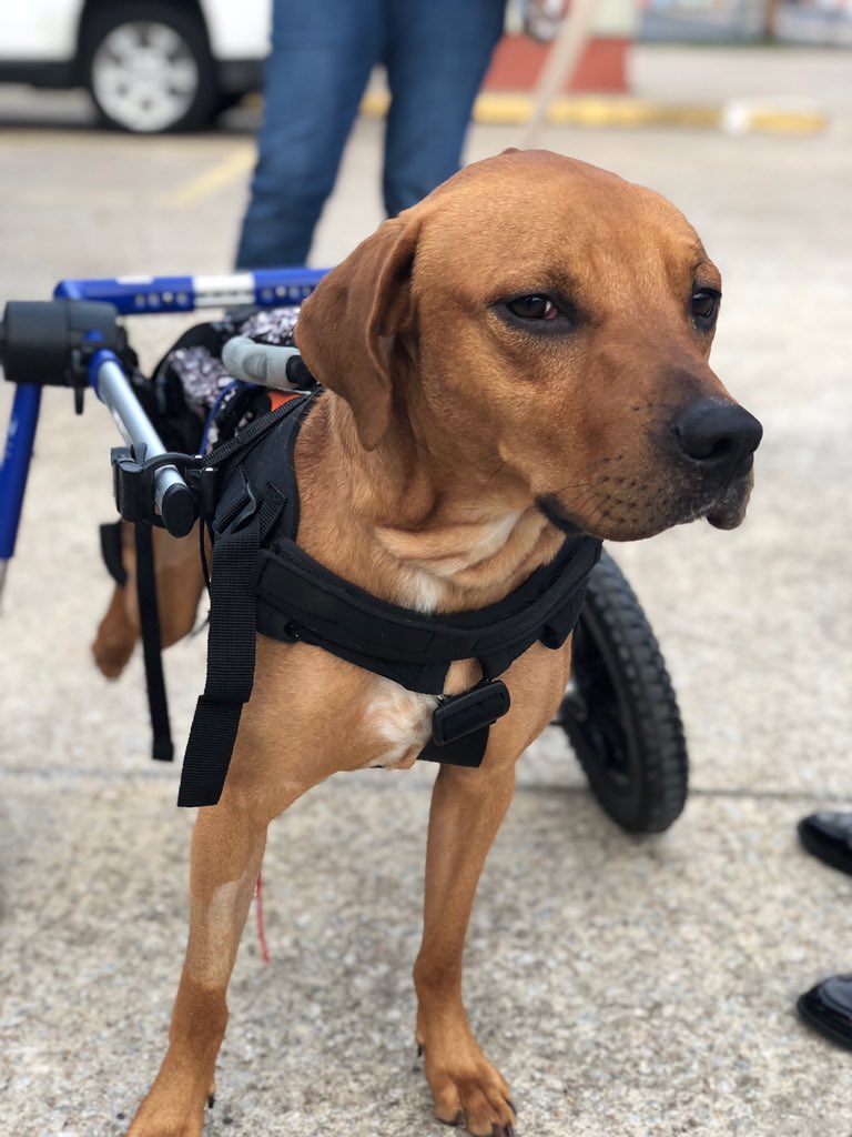 PAWSAmerica's tweet photo. This is Gabriel! This fine little dude has his own wheels and is learning to walk again after being hit by a car. He’s looking for his forever family! Contact us if you’d like more info on Mr. Handsome! https://t.co/FuApAkMmBc