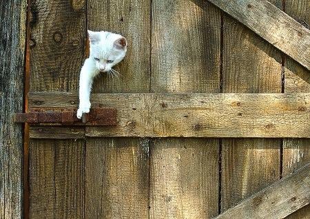 torarelaxtime's tweet photo. Good morning everyone..๐ฆ
I'm home.. quietly๏ฝ
staying out all night and coming home in themorning๐
#badboyweekend
#sleepy
#Photography #CatsOfTwitter #catlovers #goodluck #AnimalLover #wildlife https://t.co/iBcYZOHkcJ