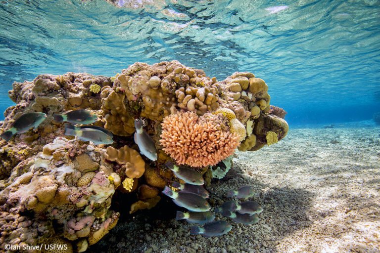 savingoceans's tweet photo. β#RoseAtoll is a beautiful gem in the South Pacific, protected from human threats, where mauve and fuchsia terraces of crustose coralline algae support rich reef assemblages below and seabirds above.β https://t.co/QgmLZYHs7y #MonumentsForAll https://t.co/w3LNmRO0uJ