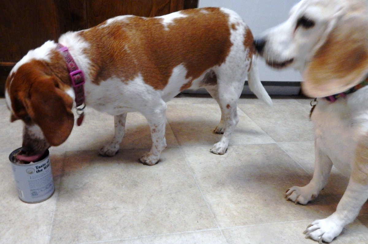 BeagleMom2's tweet photo. #ChewyUnfluencer
Lady Shasta'n Miss Maizie here - our mom put the finishin'touchez on this review we did fer @Chewy 

https://t.co/0Eu8RJ1Wy0 https://t.co/k3afjm5QkG