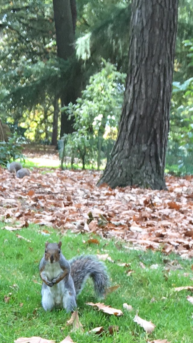 wendyonabike's tweet photo. Made a wee pal at @TheBotanics today. 🥜 https://t.co/OxqsxCGb9q