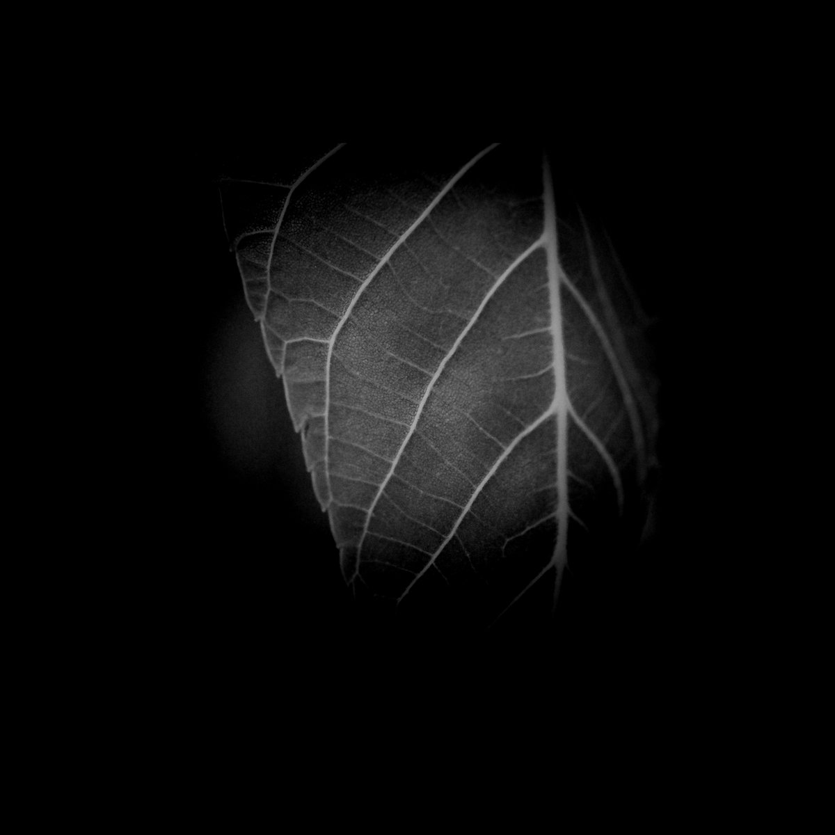 Emma_Hudee's tweet photo. ___________________ORGANIC_____
--My Last Series--

#Blackandwhitephotography #Photoshoot #Series #Art #Artists #Blackandwhitephoto #Photographer #Photography #Artworks #Artwork #Nature #NatureLovers #Organic https://t.co/pJBxzv0lsa