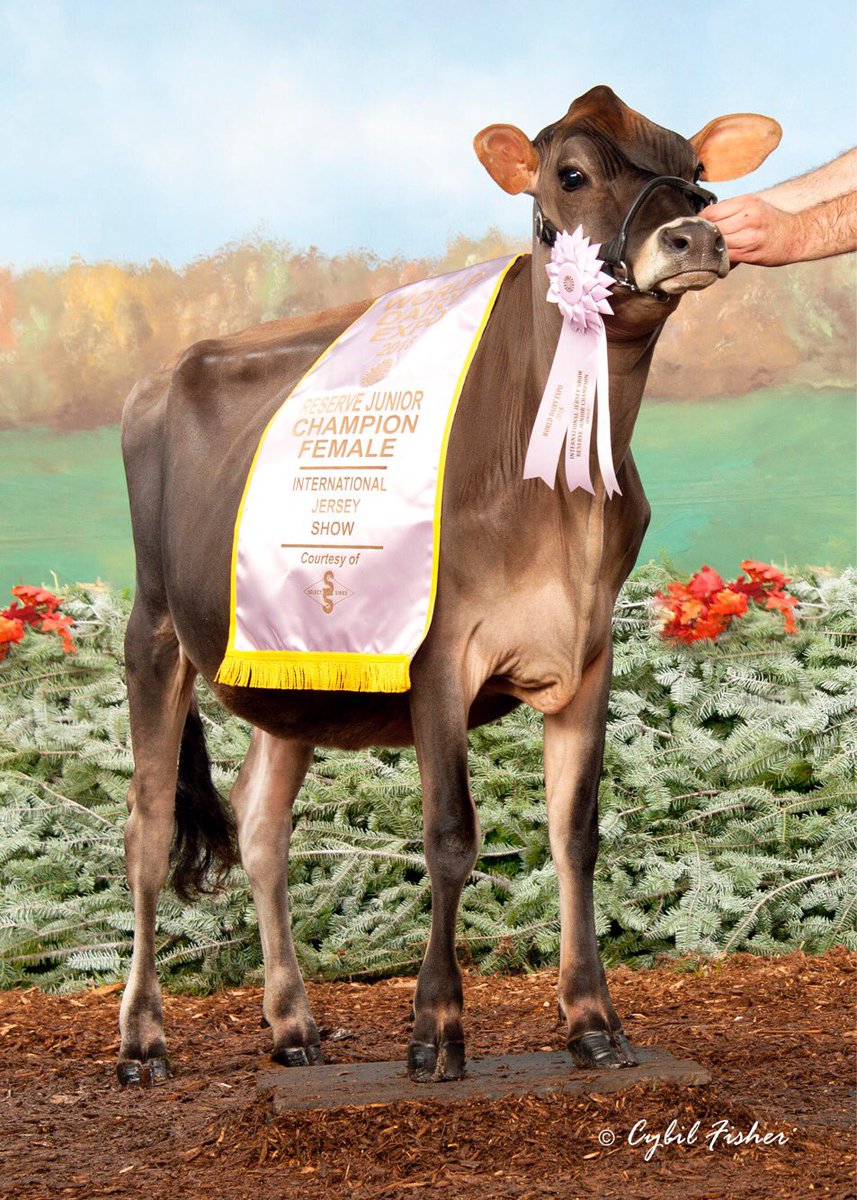 Arethusa Fizz Callie 
1st summer yearling 
Reserve Junior Champion WDE

Confirmed pregnant to Black Apple!