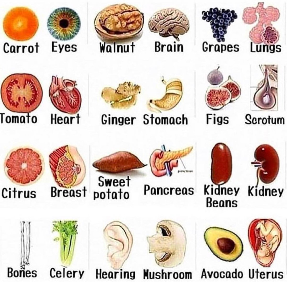 acupuncture536's tweet photo. Foods that resemble and enhance your organs! #repost from @holisticbodyandsoul https://t.co/HKjuw82pTp
