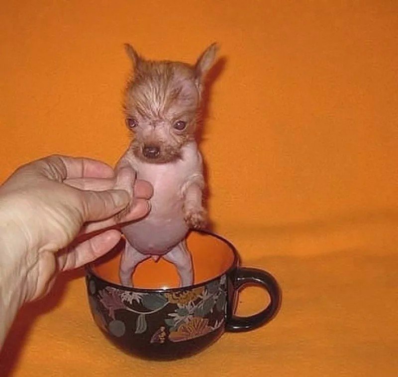 Продам буЛьтерьера! ..ЗлОй... Много жрЁт! ...
Извините за неровный почерк ...Пишу в темноте ,...чтоб он не...видел!.