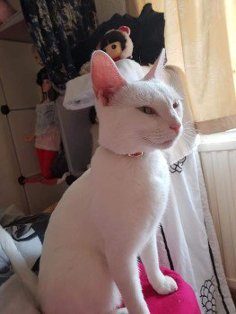 CatsMissing's tweet photo. @MissingPetsGB @SheridanAlcock @rspcamcrsalford @RSPCABolton @ManchesterCats @OldhamCats @suedaycam @rosiedoc666 @dunn_terrylee @KarenFi51820768 STILL MISSING💔HAVE YOU SEEN ME❓
HELP #FindGhost Male #LostCat Vanished 7/9/18 #Withington #Manchester #M14
White DSH Golden eyes
Wearing red fabric collar when last seen
Neutered Chipped #ScanMe #MissingCatsUK
@DoglostUK▶https://t.co/6SquWWmgeh
FB▶https://t.co/IhNJamPbUz https://t.co/EFSPSsmjH3
