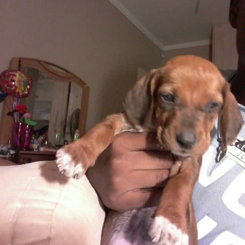 GivenGoabas's tweet image. #NewProfilePic