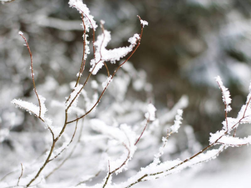 Brrrr: Frost Advisory Issued For Northern Virginia, DC dlvr.it/QnmqqD https://t.co/40C2Xl6MFt