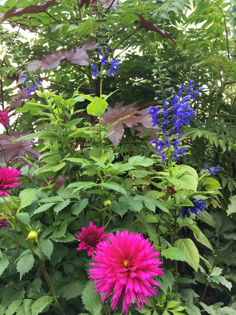 UltingWick's tweet image. Have been waiting for over a year for this combination of Salvia Super Trouper and Dahlia Ambition. Should have been on song much earlier this summer  but the lack of rain has played havoc with both Dahlias and Salvias in #DryAsJerusalemEssex