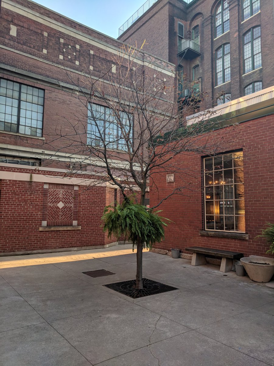 The Tree is leafless but it is wearing a skirt of ferns