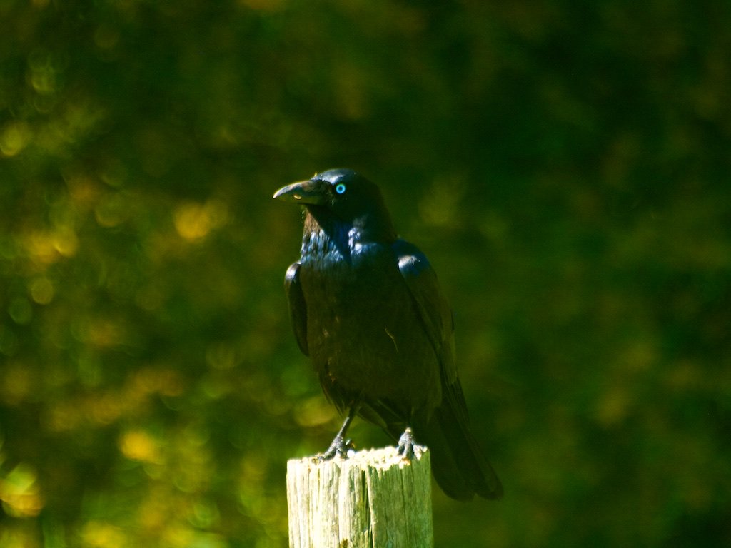Fred O Donnell On Twitter Compare The Two Ravens Australian