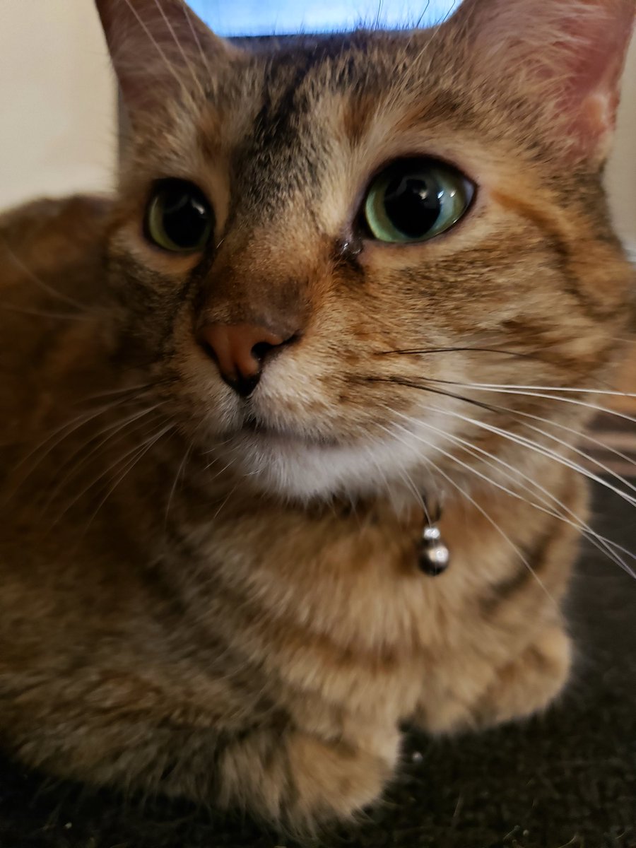 bestpeanutNA's tweet photo. Roommate: "what are we up to tonight peanut?"
Me: "same thing we do everynight dumb dumb, try to take over the world."
#cat #cats #catsofinstagram #CatsOfTwitter #queen #peanut https://t.co/61HvJdmKls