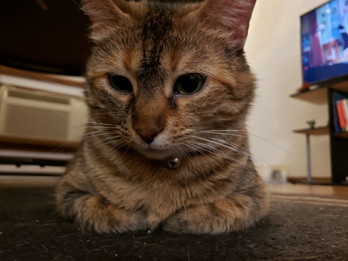 bestpeanutNA's tweet photo. Roommate: "what are we up to tonight peanut?"
Me: "same thing we do everynight dumb dumb, try to take over the world."
#cat #cats #catsofinstagram #CatsOfTwitter #queen #peanut https://t.co/61HvJdmKls
