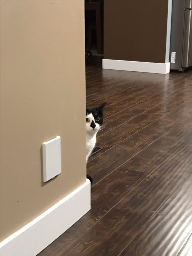 penron1's tweet photo. @TheEllenShow #ellencatweek - I feel .. watched 👀 https://t.co/fLyLqs99tt