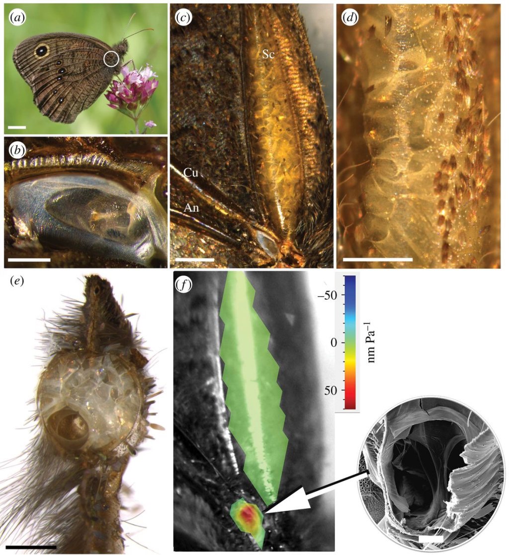 Butterfly ears nothinginbiology.org/2018/10/18/but…