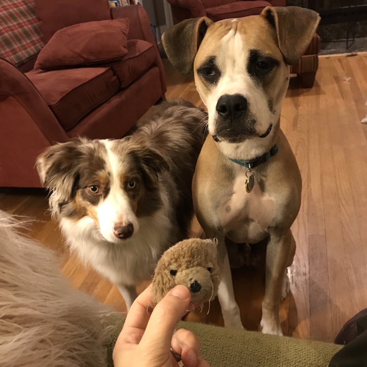 spiderfelt's tweet photo. Two dogs, one headless bear and a person who chose to read a book tonight instead of walking the dogs and is now suffering the consequences. #peaceandquiet #dreams #dogsneedexercise https://t.co/4OoXIuVywX
