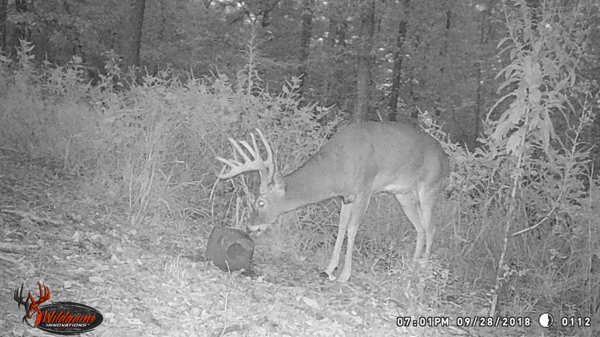 We have 3 excellent deer on here and one really big buck. There are a lot of acorns on this place which is why I think they are spending some more time here now. This has got muzzleloader written all over it.