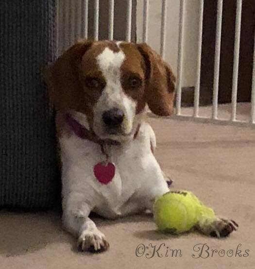 BeagleMom2's tweet photo. @Cheesecake7777 Miss Maizie here - oh we wood git  along just great. Mom callz me Ker-a-zy Maizie an'tellz me I'm full of it but she never duz say what 'it' iz.  It shure ain't food cuz she never givez me much. https://t.co/8AARr2GL5d