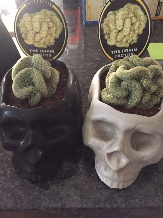 Brain Cactus

#Skull #BrainCactus #SkullPlants #Succulents #HomeDecor