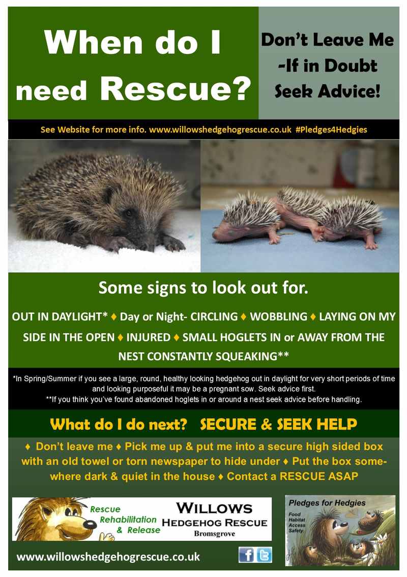 Please read if you're worried about a visiting Hog x