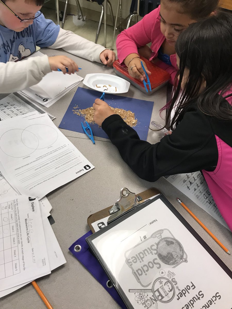 sgrace0908's tweet photo. My kiddos working on the mealworm life cycle ❤️ https://t.co/4LohFlyZSu