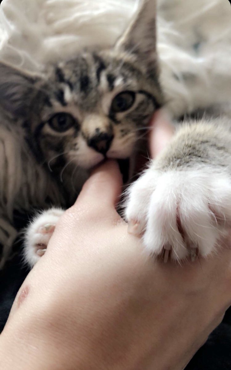 maboyle26's tweet photo. She was gnawing on my hand the entire time but she’s too cute to care https://t.co/IXtiYWeO6A
