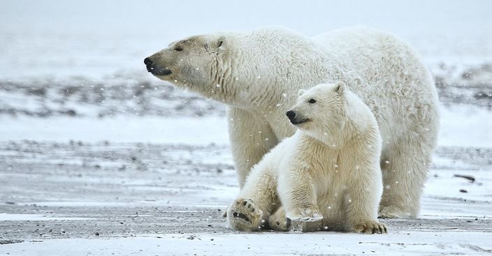 Conservation_I's tweet photo. Known for literally being the “coolest” bears on Earth, polar bears are among the most iconic animals, showing up everywhere from soda commercials to documentaries and fantasy novels. https://t.co/nmdrN4g5kN
#polarbears #polarbearsfacts #arcticecosystem https://t.co/YguvV6qU7x