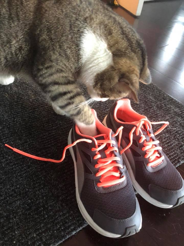TorontoCatRescu's tweet photo. A HUGE shout-out to our 35 team members who are lacing up this Sunday at the Scotiabank Toronto Waterfront Marathon! It is not too late to support their efforts (& rescue cats!) by donating to our amazing team: https://t.co/EDPFCksyAf
#STWM #RunForCats @RunCRS https://t.co/Oz0VpBkPpx
