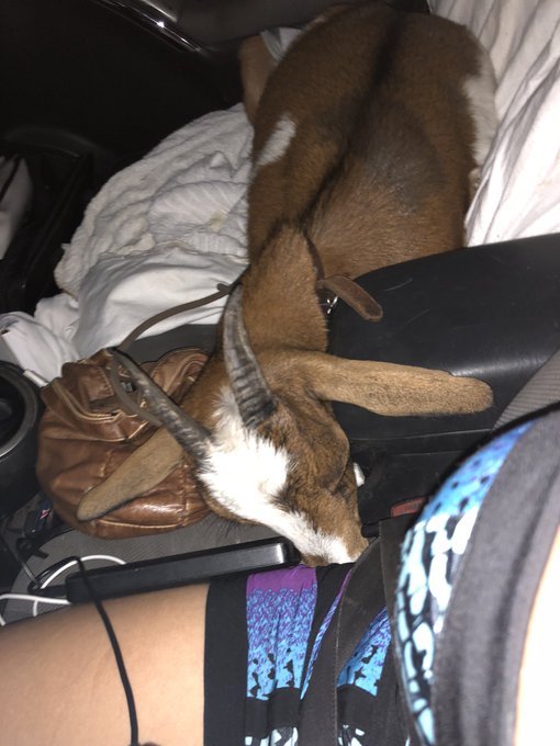 Driving to a friends house Brady sleeping so cute. https://t.co/TlZ7wxbVjF