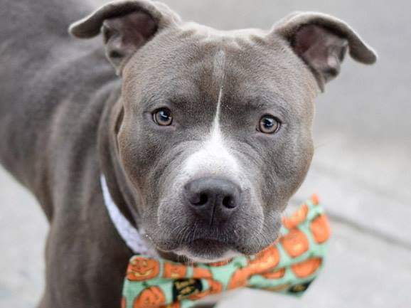 FaustiniMary's tweet photo. TO HELP BLUE, #nycscc, pls go 2: https://t.co/I5DWrYYYEx OR MustlovedogsNYC@gmail.com OR https://t.co/krh37fDPmi Pls also RT and Share
🆘️🆘️🆘️🆘️🆘️🆘️🆘️🆘️🆘️🆘️🆘️🆘️
@4tLoDRottsnPits 
@ReadyforRescue 
@LIPitStop 
@ImaginePet https://t.co/IuAn0W3PKF